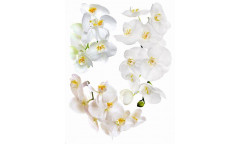 Samolepka Květina, Orchidej F 1068